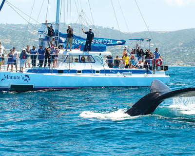 Dana Point 2.5-Hour Private Catamaran Charter