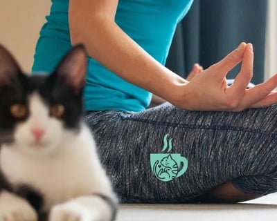 Cat Yoga Class in Branson