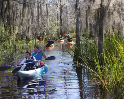 Manchac Swamp Wildlife Kayak Tour