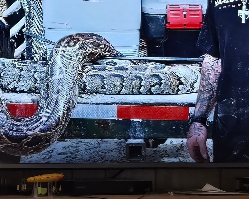 Private Swamp Buggy Snake Hunt in Big Cypress