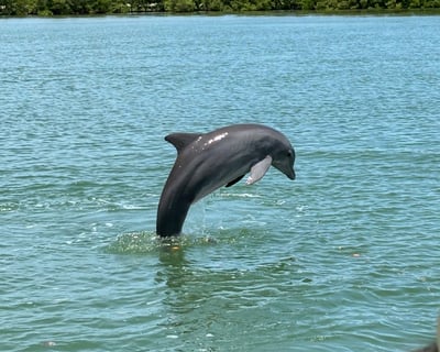 2-Hour Dolphin Cruise in Fort Myers Beach