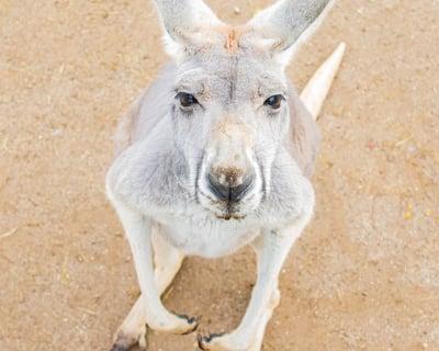Kangaroo Yoga at Animal Tracks