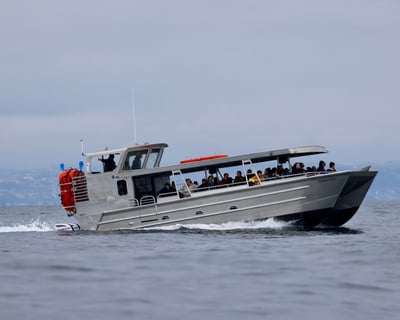 Whale & Dolphin Watching Cruise in San Diego