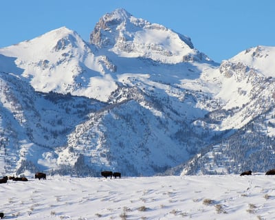 Private Winter Wildlife Tour in Grand Teton