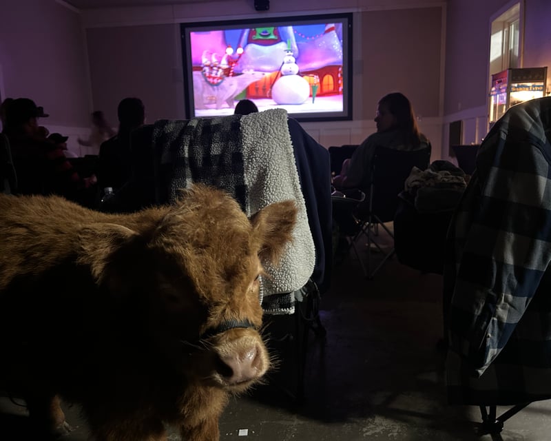 Barn Movie Night with Baby Highland Cows in Kent