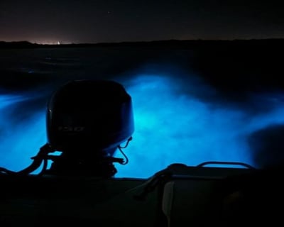 Guided Bioluminescence Tour of Indian River Lagoon