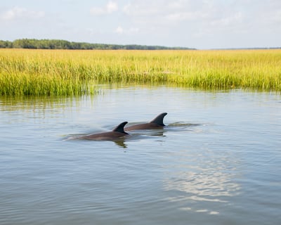 2-Hour Folly Beach Dolphin & Salt Marsh Cruise