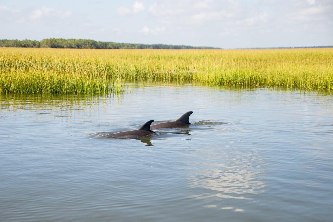 2-Hour Folly Beach Dolphin & Salt Marsh Cruise