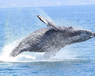 Whale and Dolphin Watching Adventure Tour