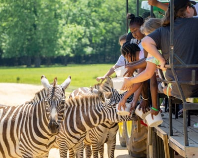 Take a Guided Safari Wagon Ride
