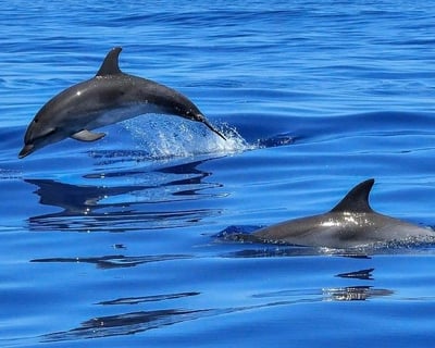 Sunset Dolphin & Shelling Cruise From John's Pass
