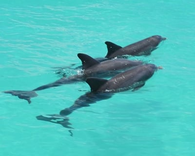 Key West Dolphin Watch Eco Tour From Miami