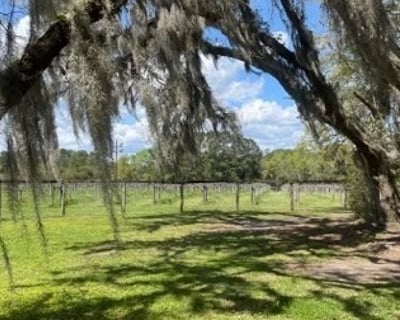 Wine & Tea Tour of Wadmalaw Island