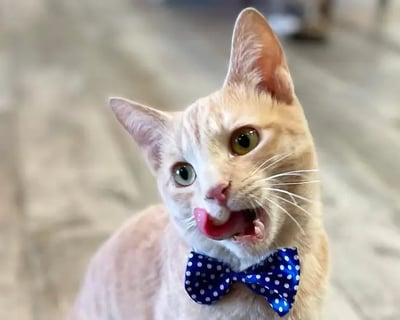1-Hour Adoptable Cat Lounge Visit in Glendale