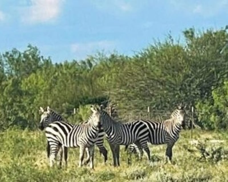 Safari Park Animal Tour & Petting Zoo in Laredo