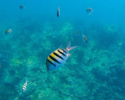 Afternoon Snorkel Cruise in Key West