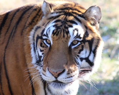1-Hour Feline Conservatory Tour in Louisburg
