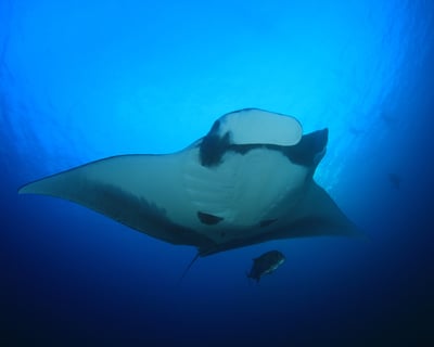 Manta Ray Night Snorkel in Kailua-Kona
