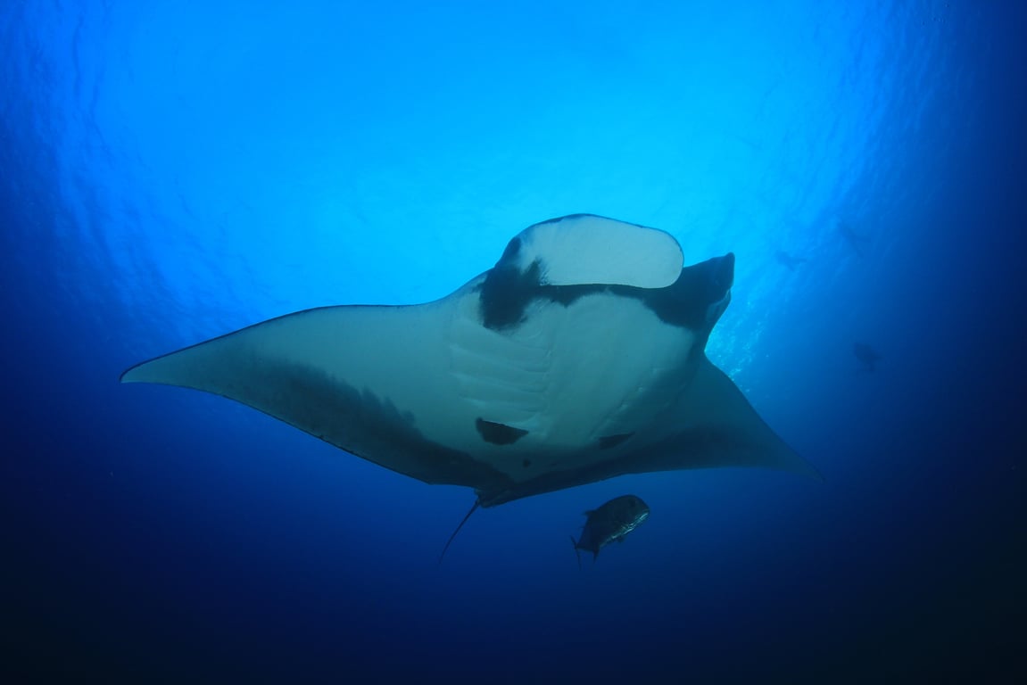 Manta Ray Night Snorkel in Kailua-Kona