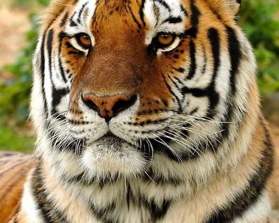 Self-Guided Zoo & Museum Visit in Sussex