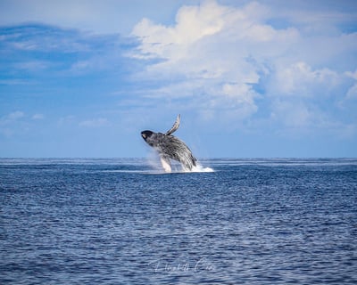 Mauna Kea Deluxe Whale Watch Cruise