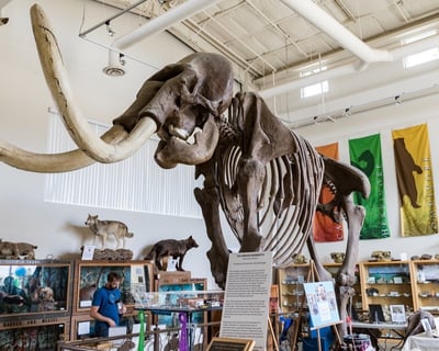 Ice Age Fossil Museum Admission in Chowchilla