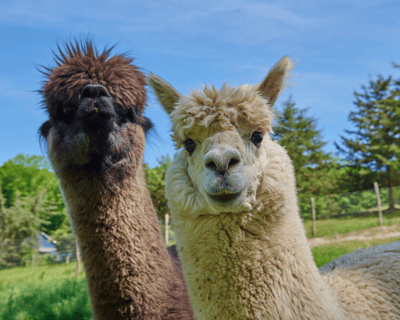 Private Farm Tour in Pleasant Valley