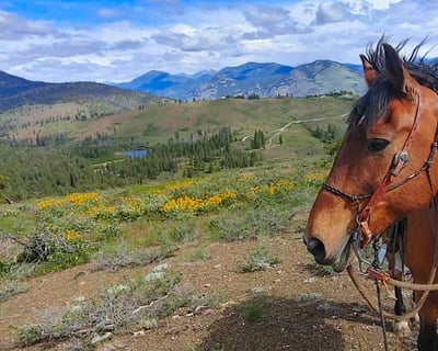 Private 3-Hour Horseback Trail Ride in Winthrop