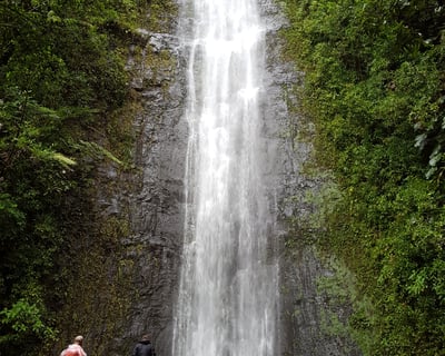 Manoa Falls Guided Waterfall Hike in Honolulu