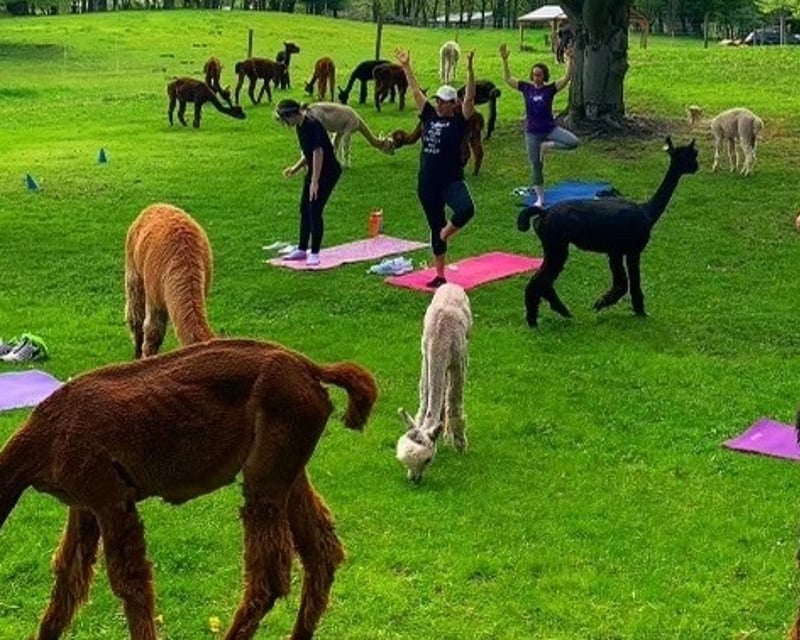 Alpaca Farm Yoga Class in Bloomfield, NY