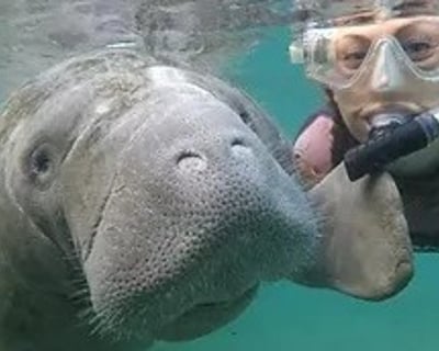 Private Manatee In-Water Snorkel Tour In Crystal River