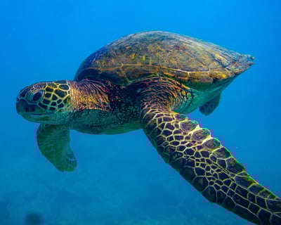 Turtle Snorkeling & Observer Boat in Honolulu