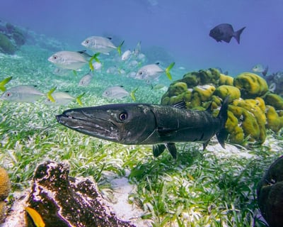 Full-Day Snorkeling Charter in Rincón