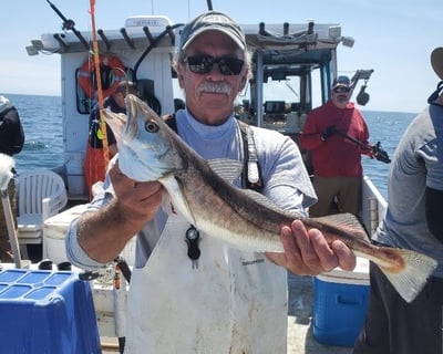 10-Hour Whiting & Ling Fishing Charter in Seabrook