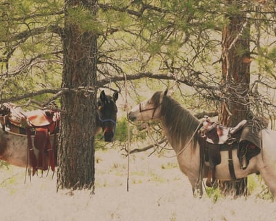 90-Minute Guided Horseback Ride in Pagosa Springs