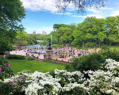 Horse Carriage Ride to the Tavern on the Green at Central Park