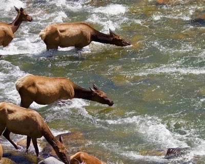 Yellowstone Wildlife Photography Tour