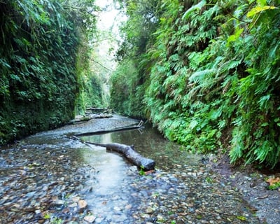 Guided 12-Mile Hike in Redwood National & State Parks