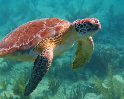 Snorkeling Tour in Key West