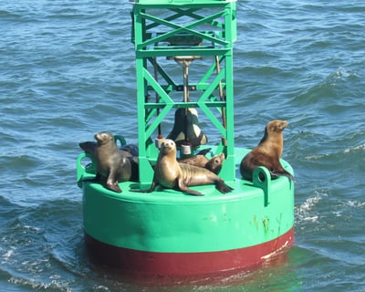 Golden Gate Bridge 90-Minute Wildlife Cruise