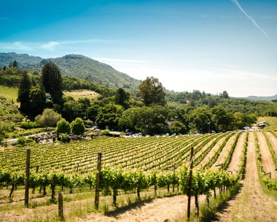 Explore Napa & Sonoma Full-Day Wine Tour