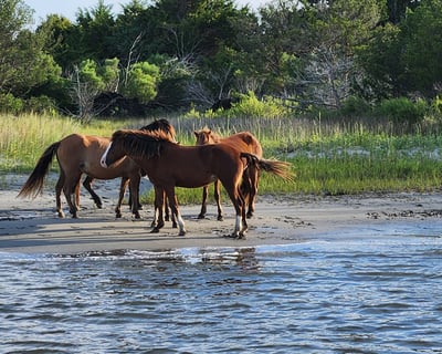 Explore Rachel Carson Reserve Private Boat & Walk Tour