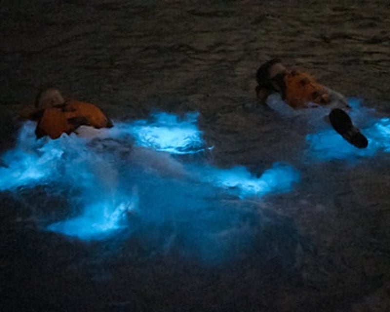 Sunset & Bioluminescent Bay Swim Tour in La Parguera