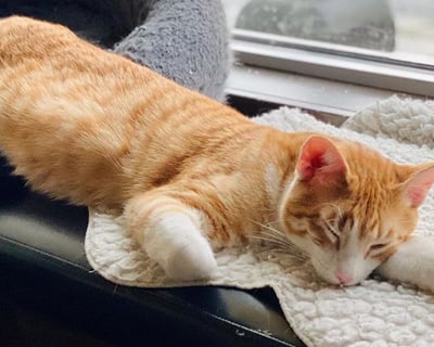 Private Cat Lounge Session In Seattle
