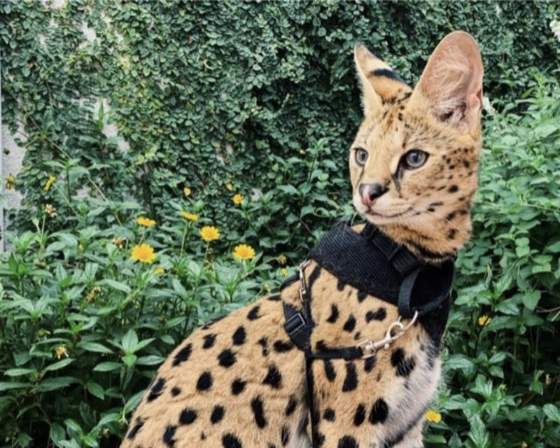 Houston Serval Meet & Greet