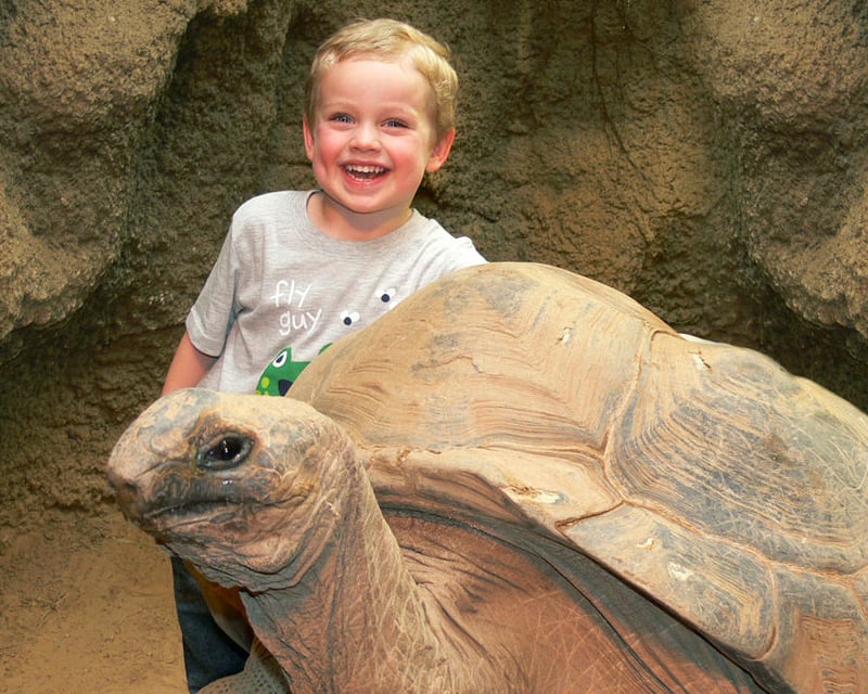 Aldabra Tortoise Meet & Feed at Clyde Peeling's Reptiland