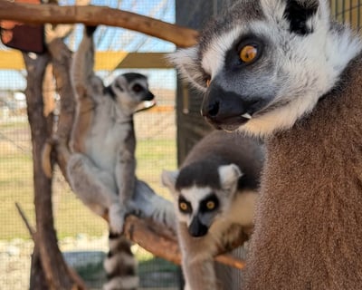 Guided Ringtail Lemur Encounter in Bonham