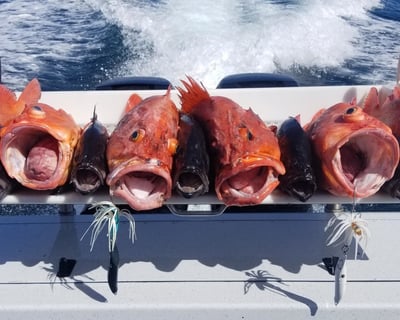 Fish a Full-Day Lingcod & Rockfish Charter in Homer