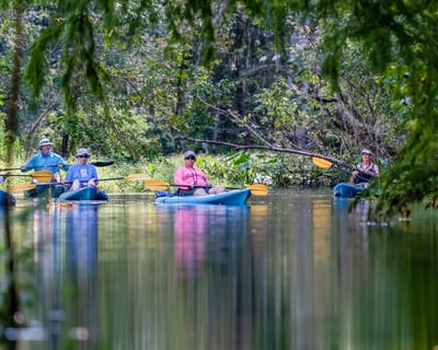 3-Hour Guided Shell Key Kayak Tour