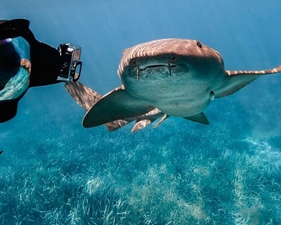 Santa Isabel Nurse Shark Snorkeling Tour